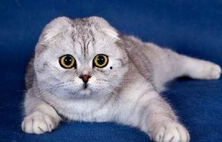 娱乐吃瓜君和折耳猫