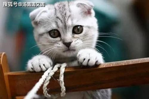 娱乐吃瓜君和折耳猫